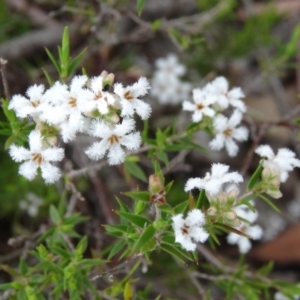 Leucopogon virgatus at Paddys River, ACT - 1 Nov 2014 10:30 AM