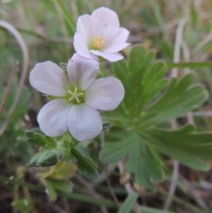 Geranium solanderi var. solanderi at Point Hut to Tharwa - 22 Oct 2014