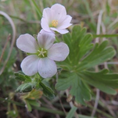 Geranium solanderi var. solanderi (Native Geranium) at Point Hut to Tharwa - 22 Oct 2014 by MichaelBedingfield