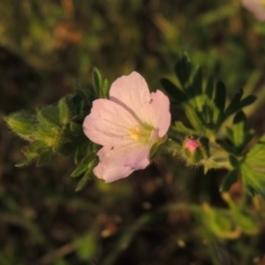 Geranium solanderi var. solanderi at Point Hut to Tharwa - 22 Oct 2014