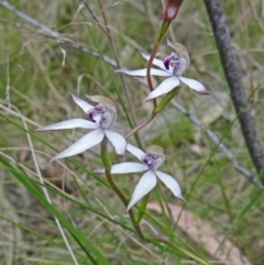 Caladenia moschata (Musky Caps) at Tidbinbilla Nature Reserve - 31 Oct 2014 by galah681