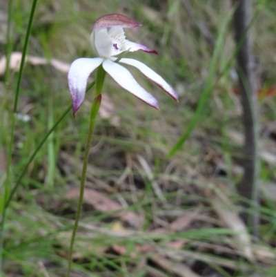 Caladenia moschata (Musky Caps) at Tidbinbilla Nature Reserve - 31 Oct 2014 by galah681