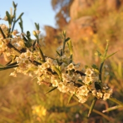 Discaria pubescens at Point Hut to Tharwa - 22 Oct 2014 07:23 PM