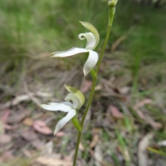 Unidentified at Tidbinbilla Nature Reserve - 31 Oct 2014 by galah681