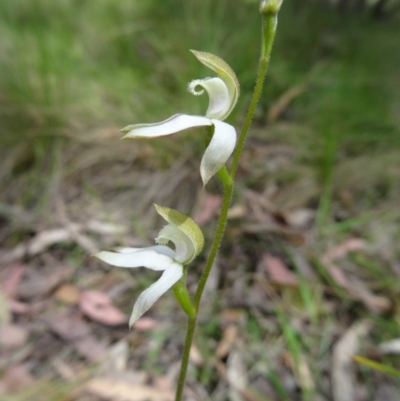 Unidentified at Tidbinbilla Nature Reserve - 31 Oct 2014 by galah681