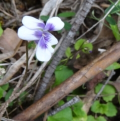 Viola hederacea (Ivy-leaved Violet) at Paddys River, ACT - 1 Nov 2014 by galah681
