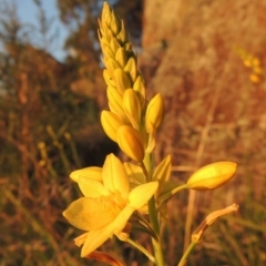 Bulbine glauca (Rock Lily) at Point Hut to Tharwa - 22 Oct 2014 by MichaelBedingfield