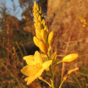 Bulbine glauca at Point Hut to Tharwa - 22 Oct 2014