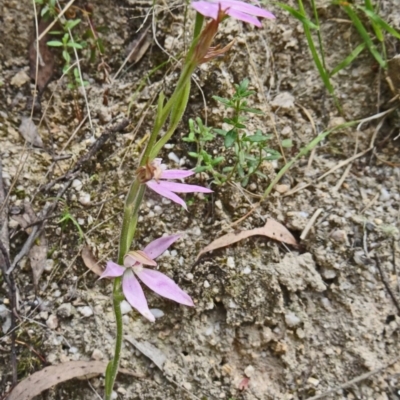 Caladenia carnea (Pink Fingers) at Paddys River, ACT - 31 Oct 2014 by galah681