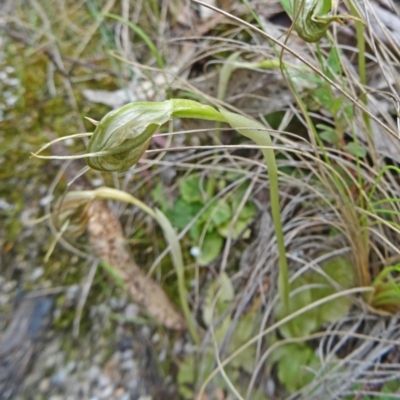 Unverified at Tidbinbilla Nature Reserve - 1 Nov 2014 by galah681