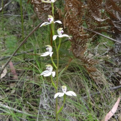 Caladenia moschata (Musky Caps) at Paddys River, ACT - 1 Nov 2014 by galah681