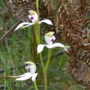 Caladenia moschata at Paddys River, ACT - suppressed