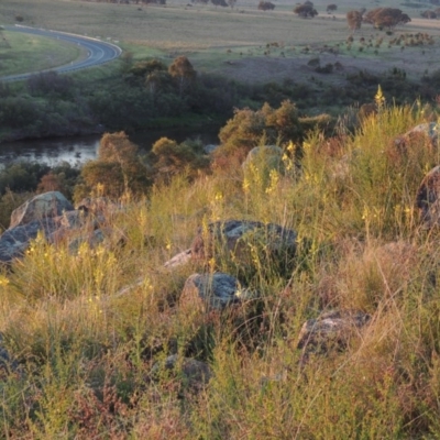 Bulbine glauca (Rock Lily) at Point Hut to Tharwa - 22 Oct 2014 by MichaelBedingfield