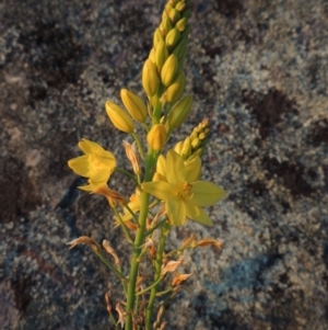 Bulbine glauca at Point Hut to Tharwa - 22 Oct 2014