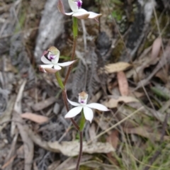 Caladenia moschata (Musky Caps) at Paddys River, ACT - 1 Nov 2014 by galah681