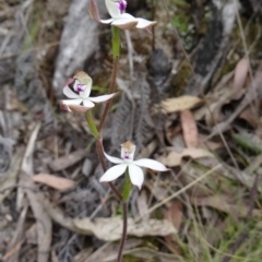 Caladenia moschata (Musky Caps) at Paddys River, ACT - 31 Oct 2014 by galah681