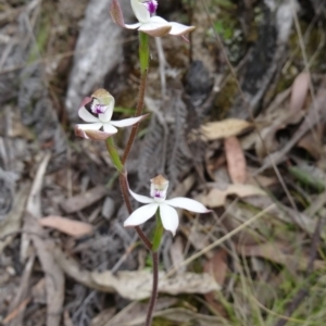 Caladenia moschata at Paddys River, ACT - suppressed