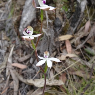 Caladenia moschata (Musky Caps) at Paddys River, ACT - 31 Oct 2014 by galah681