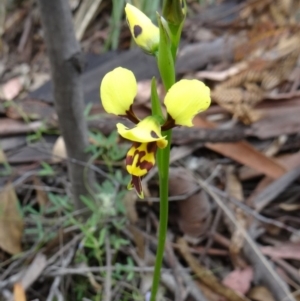 Diuris sulphurea at Paddys River, ACT - 1 Nov 2014