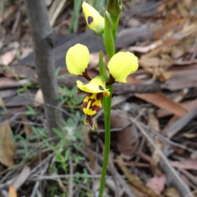 Diuris sulphurea (Tiger Orchid) at Paddys River, ACT - 1 Nov 2014 by galah681