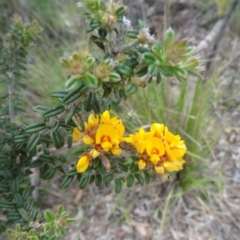 Oxylobium ellipticum (Common Shaggy Pea) at Paddys River, ACT - 1 Nov 2014 by galah681