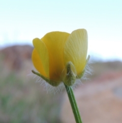 Ranunculus lappaceus (Australian Buttercup) at Point Hut to Tharwa - 22 Oct 2014 by michaelb