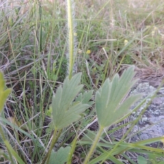 Ranunculus lappaceus at Point Hut to Tharwa - 22 Oct 2014