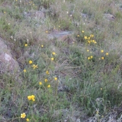 Ranunculus lappaceus at Point Hut to Tharwa - 22 Oct 2014 07:30 PM