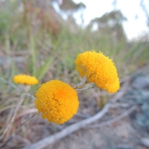 Leptorhynchos squamatus at Point Hut to Tharwa - 22 Oct 2014