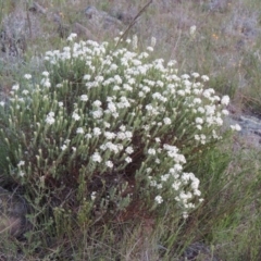 Pimelea linifolia subsp. caesia (Slender Rice Flower) at Point Hut to Tharwa - 22 Oct 2014 by MichaelBedingfield