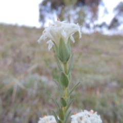 Pimelea linifolia subsp. caesia at Point Hut to Tharwa - 22 Oct 2014 07:37 PM