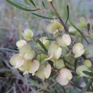 Dodonaea viscosa at Point Hut to Tharwa - 22 Oct 2014