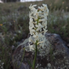Stackhousia monogyna (Creamy Candles) at Point Hut Hill - 22 Oct 2014 by michaelb