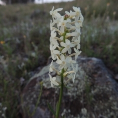 Stackhousia monogyna (Creamy Candles) at Point Hut to Tharwa - 22 Oct 2014 by MichaelBedingfield