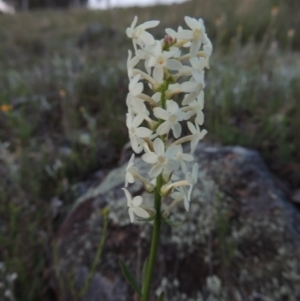 Stackhousia monogyna at Point Hut to Tharwa - 22 Oct 2014 07:46 PM