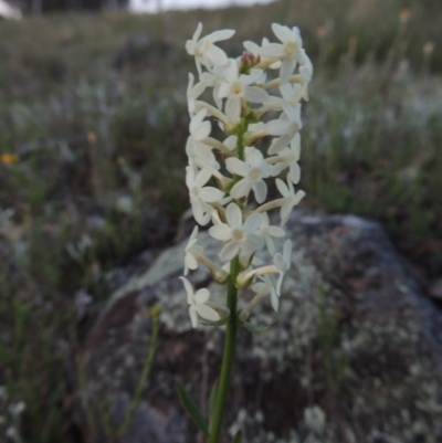 Stackhousia monogyna (Creamy Candles) at Point Hut Hill - 22 Oct 2014 by michaelb