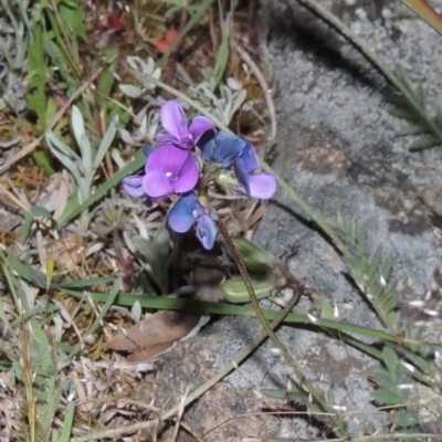 Swainsona behriana (Behr's Swainson-Pea) at Point Hut Hill - 22 Oct 2014 by michaelb