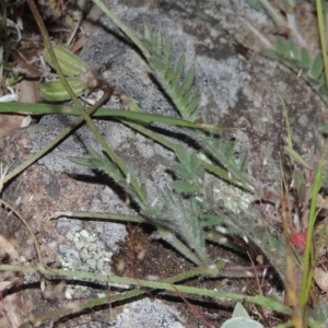 Swainsona behriana at Point Hut to Tharwa - 22 Oct 2014