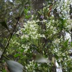 Clematis aristata (Mountain Clematis) at Paddys River, ACT - 1 Nov 2014 by galah681