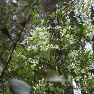 Clematis aristata at Paddys River, ACT - 1 Nov 2014