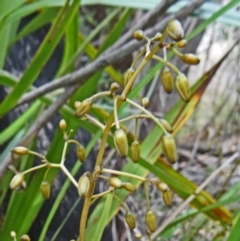 Dianella tasmanica (Tasman Flax Lily) at Tidbinbilla Nature Reserve - 1 Nov 2014 by galah681