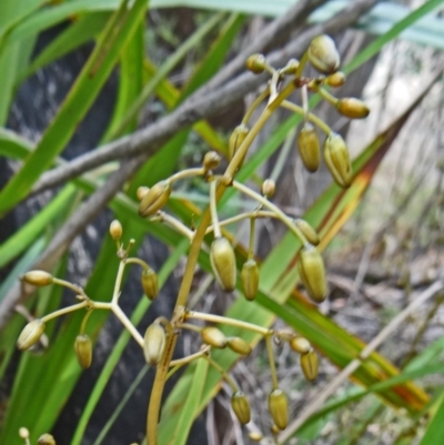 Dianella tasmanica (Tasman Flax Lily) at Tidbinbilla Nature Reserve - 1 Nov 2014 by galah681