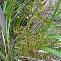 Dianella tasmanica at Paddys River, ACT - 1 Nov 2014