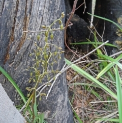 Dianella tasmanica at Paddys River, ACT - 1 Nov 2014