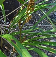 Dianella tasmanica (Tasman Flax Lily) at Tidbinbilla Nature Reserve - 17 Oct 2014 by galah681
