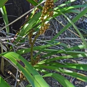 Dianella tasmanica at Paddys River, ACT - 18 Oct 2014