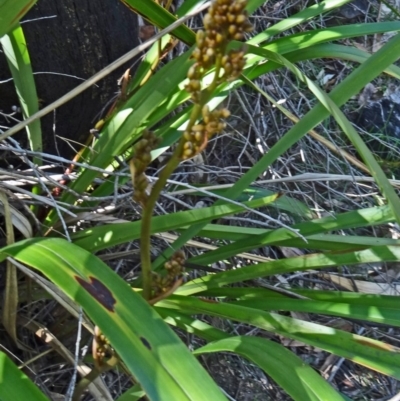 Dianella tasmanica (Tasman Flax Lily) at Tidbinbilla Nature Reserve - 17 Oct 2014 by galah681
