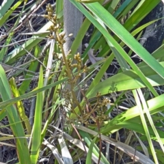 Dianella tasmanica at Paddys River, ACT - 18 Oct 2014