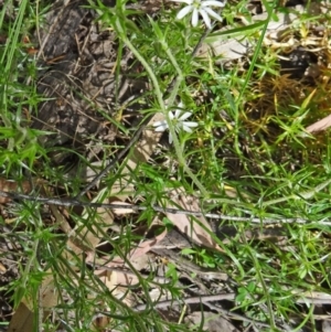 Stellaria pungens at Paddys River, ACT - 1 Nov 2014