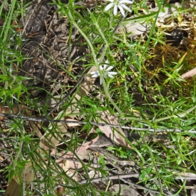 Stellaria pungens (Prickly Starwort) at Tidbinbilla Nature Reserve - 1 Nov 2014 by galah681